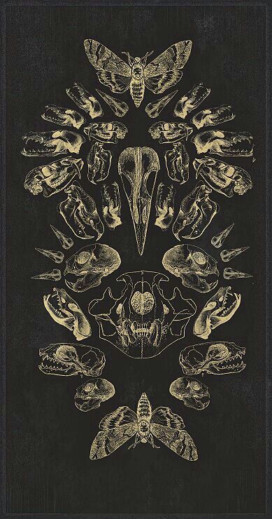 Bug Art Wallpaper, Animal Bones Wallpaper, Shadow And Bone Tattoo, Curiosity Illustration, Bone Background, Bug Wallpaper, Anatomical Art, Animal Skeletons, Vulture Culture