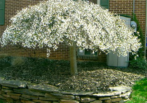 small landscape fountains | Snow Fountain Cherry Tree Thunder Cloud Flowing Plum with a weeping Ornamental Trees Landscaping, Front Yard Tree Landscaping, Shade Evergreen, Small Garden Trees, Catalpa Tree, Salix Caprea, Trees For Landscaping, Bed Plants, Evergreens For Shade