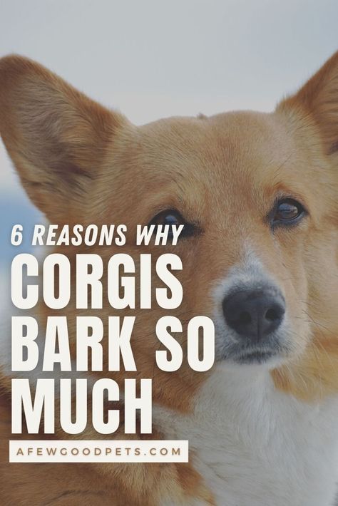 Corgi Puppies, Funny Corgi Pictures, Corgi Quotes, Cowboy Corgi, Corgi Facts, Cute Corgi Puppy, Pembroke Welsh Corgi Puppies, Corgi Pictures, Welsh Corgi Puppies