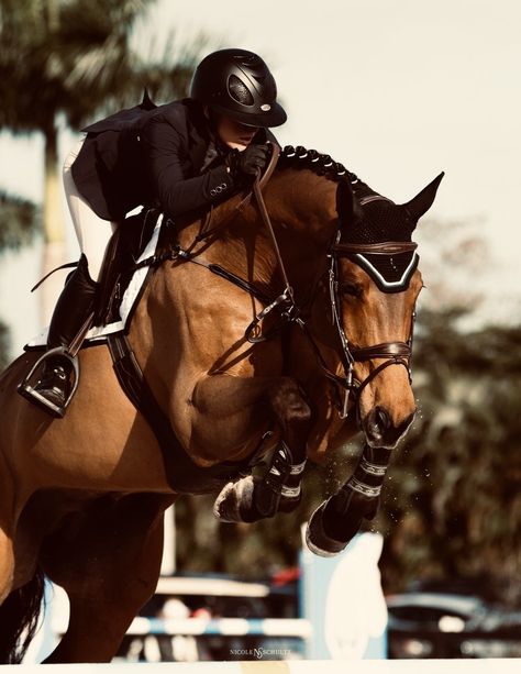 Showjumping Aesthetic, Winter Equestrian Festival, Winter Equestrian, Horsey Life, Horse Riding Aesthetic, Horse Riding Outfit, Show Jumping Horses, Cute Horse Pictures, Equestrian Aesthetic