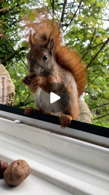 @squirreluniverse on Instagram: "🆕🎉🥳 Mini Boy „Snow White“ 🤩😍🥰❤️ look at that belly 🤗😁🤍🩷 he just came in and I was instantly in love 😹🤭😁🩷 maybe son of Rory(?) enjoy 🙌🏼😍 💓🐿🌲 ................................................................................. ©squirreluniverse  unauthorized duplication will be prosecuted. (please contact for more information) .................................................................................   #squirrel #squirrelsofinstagram #squirrellove #squirrelphotography #squirrellife #squirrelhunting #squirrelfriends #wildlife #naturelovers #animals #bliss #intothewild #intothewoods #eichhörnchenliebe #eichhörnchen #eichhörnchenfotografie #eichhörnchenbeobachten #vevericka #love #purelove #zen #peace #freedom #food #nuts #cuteanimals #hu Squirrel Funny Hilarious, Squrriel Cute Art, Squirrels Funny, Squirrel Humor, Funny Squirrel Pictures, Squirrel Video, Sweet Videos, Squirrel Hunting, Squirrel Pictures