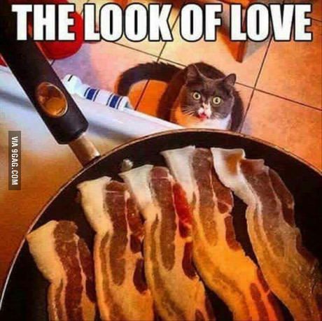 So good Funny Animal Pics, Bacon Funny, Funny Looking Cats, Animal Pics, Funny Cat Memes, Funny Animal Pictures, Funny Animal, Crazy Cat Lady, Animal Memes