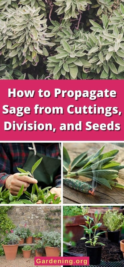 How to Propagate Sage from Cuttings, Division, and Seeds Grow Thyme, Growing Thyme, Seeds Growing, Thyme Plant, Creeping Thyme, Diy Compost, Sage Plant, Seed Starting Mix, Kitchen Plants