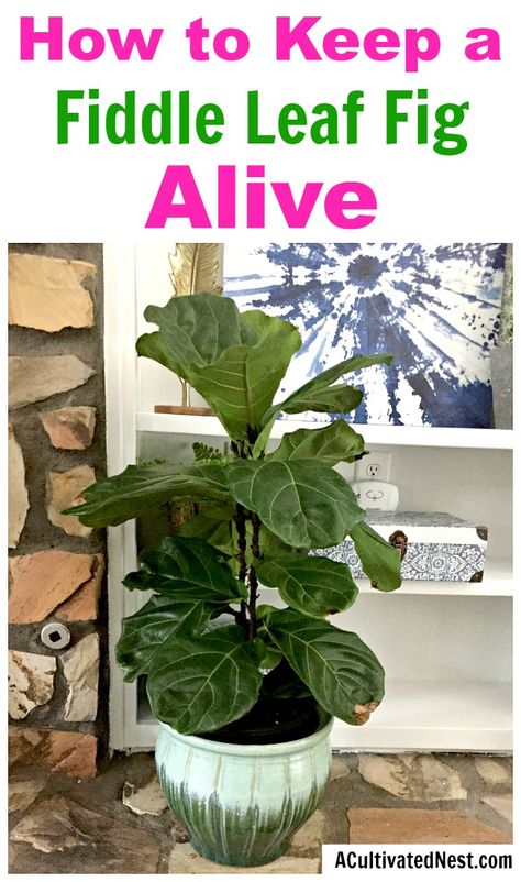 How to Care for a Fiddle Leaf Fig- While fiddle leaf figs may be finicky, they're not hard to keep alive if you know the right tips! Here is how to care for a fiddle leaf fig! | #houseplant #gardening #fiddleLeafFig #indoorGarden #plant #indoorPlant #gardeningTips #indoorGardening Fiddle Leaf Fig Care Tips, Repotting Fiddle Leaf Fig Tree, Fiddle Leaf Fig Problems, Notching Fiddle Leaf Fig, Fiddle Faddle, Fiddle Leaf Fig Soil Mixture, Fiddle Leaf Fig Care, Fiddle Leaf Tree, Fiddle Fig