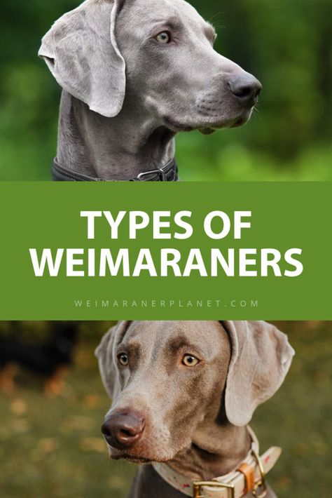 There are two types of Weimaraners, based on the coat color and length; shades of silver, roe deer or mouse gray, sometimes blue. The short-haired Weimaraner is more common than the long-haired variant. Wimeraner Puppies, Weimaraner Dogs Grey, Weimaraner Tattoo, Blue Weimaraner Puppy, Weimaraner Funny, Long Haired Weimaraner, Blue Weimaraner, Weimaraner Puppy, Weimaraner Puppies