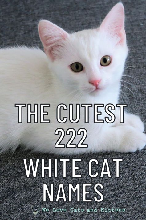 Check out these 222 cutest names for white kitties! Female Cat Names Unique, Cats With Kittens, Male Cat Names Unique, Kitten Names Boy, Kitten Names Unique, Kitten Names Girl, Grey Cat Names, Calico Cat Names, Boy Cat Names