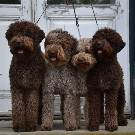 Lagotto Romagnolo Puppy, Chocolate Labradoodle, Spanish Water Dog, Lagotto Romagnolo, Australian Labradoodle, Hypoallergenic Dogs, Doodle Dog, Water Dog, Sweet Dogs