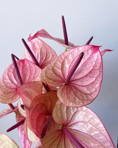 Daniela Estrada | Miami Florist (@naunet_studio) • Instagram photos and videos Anthurium Flower, Glitter Eye Makeup, Glitter Eye, February 9, December 11, Wedding Inspo, Flower Power, This Weekend, Indoor Plants