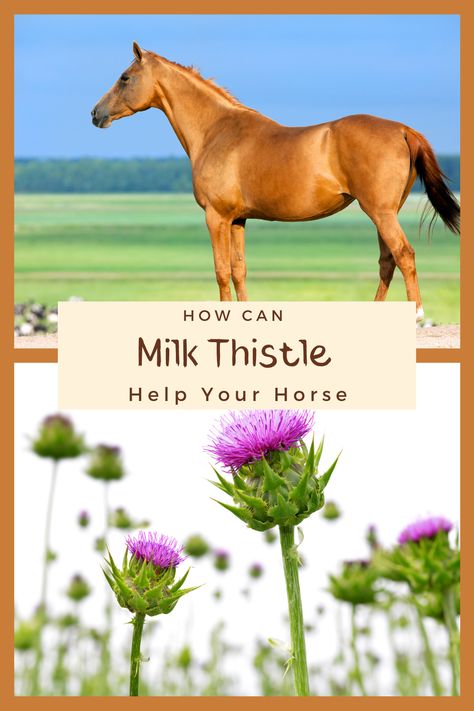 Horse Medicine, Horse Feeding, Quadrants Of The Abdomen, Liver Supplements, Horse And Dog, Horse Supplements, Horse Info, Animal Health, Horse Health