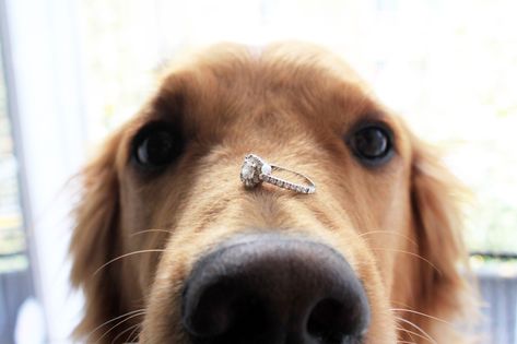 My dog being extra adorable for my wedding Save the Dates - Imgur Puppy Proposal, Dog Proposal, Ways To Propose, Dear Future Husband, Dear Future, Unique Wedding Invitations, Marriage Proposals, Golden Retrievers, Wedding Saving