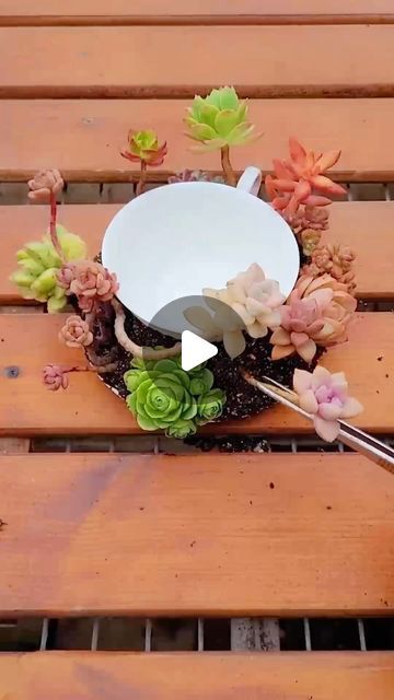 Succulents on Instagram: "Beautiful succulent DIY ideas 🪴
👉 My Youtube channel: Succulent Garden

#多肉植物 #succulents #succulentlove #多肉#succulentlover #succulentaddict #succulent #succulentobsession #succulentlife #succulentcity #succulentobsessed #succulentcollection #succulover #succulove #succulentaddiction #senda #vuonsenda #reels" Succulent Arrangements Indoor, Succulent Diy Ideas, Succulent Diy, Succulent Planter Diy, Planter Diy, Faeries Gardens, Succulent Garden, Succulents Diy, Succulents Garden