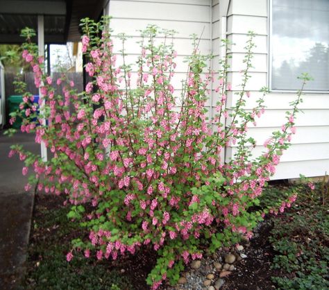 the Nature of Portland: Red-flowering Currant: an Early-Blooming Oregon Native Red Flowering Currant, Flowering Currant, Classroom Garden, Portland Garden, Native Landscaping, Native Plant Landscape, Yard Remodel, Oregon Garden, Privacy Plants