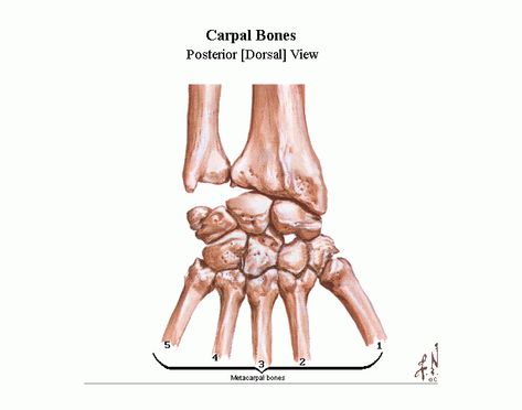 Carpal Bones, Anatomy Bones, Take A Quiz, Quiz Me, Online Quiz, Matching Games, Pen And Paper, Anatomy, Bones