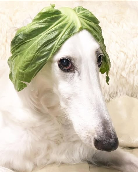 Long Nose Dog, Long Face Dog, Sneep Snorp, Sock Dog, Borzoi Dog, Long Dog, Goofy Dog, Long Nose, Long Face