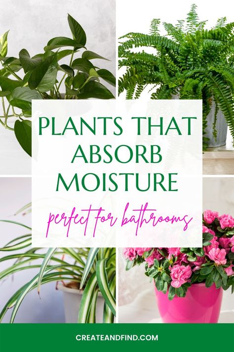 Plants That Absorb Moisture, Decorating Bathroom With Plants, Plants For Bathroom Humidity, Bathroom Succulents, Flowers In The Bathroom, Bathroom Plants That Absorb Moisture, Moisture Absorbing Plants, Bathroom With Plants Decor, Plants In Bathroom