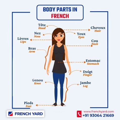 🇫🇷🌟 Discover the human body in French! 🙌🎨 Check out this handy image I created with labels for different body parts in French. 🖼️ Learn how to say 'head,' 'eyes,' 'nose,' and more! 🤓🗣️ Expand your French vocabulary with this fun visual guide! 𝙅𝙤𝙞𝙣 𝙊𝙪𝙧 𝙁𝙧𝙚𝙣𝙘𝙝 𝘾𝙡𝙖𝙨𝙨 𝙊𝙣𝙡𝙞𝙣𝙚 𝙤𝙧 𝙊𝙛𝙛𝙡𝙞𝙣𝙚 Call Now For More info. : +919306421669 🏛️𝐀𝐝𝐝𝐫𝐞𝐬𝐬: Above refuel gym, Prem Nagar, Ambala City, 134003 French Body Parts, French Classes, French Language Lessons, French Vocabulary, French Class, English Lessons For Kids, How To Say, French Lessons, Language Lessons