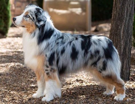 Miniature American Shepherd - Kennel Club of Beverly Hills Miniature American Shepherd, American Shepherd, Dog Water Bottle, Australian Shepherds, Australian Shepherd, Leak Proof, Beverly Hills, Google Images, Dogs