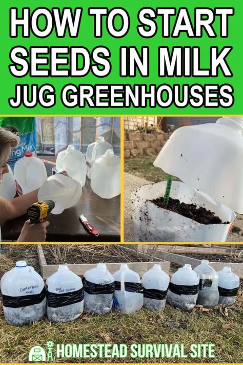 Seed Starting Outdoors, Milk Carton Gardening, Planting In Milk Cartons, Milk Gallon Planters, Milkjug Greenhouse, Water Jug Greenhouse, Starting From Seeds Indoors, Milk Carton Greenhouse, Diy Seed Starting Greenhouse