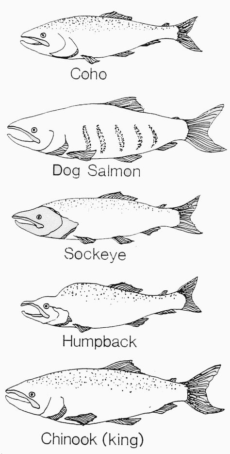 salmon coloring book pages | Athabascan Winter Studies - ANE Kindergarten Unit Salmon Coloring Page, Salmon Unit Study, Salmon Drawing Simple, Sockeye Salmon Tattoo, Salmon Outline, Fishing Coloring Pages, Salmon Drawing, Salmon Tattoo, Salmon Art