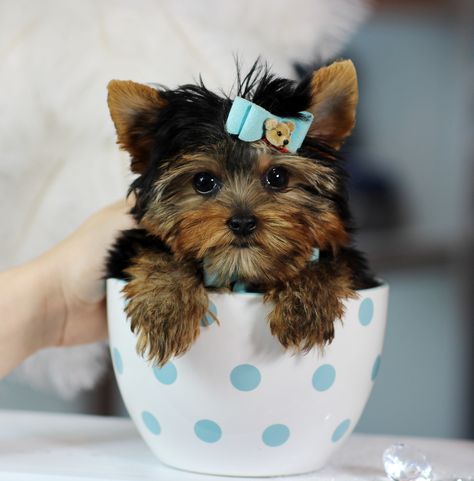 ♥♥♥ Teacup Yorkies! ♥♥♥ Bring This Perfect Baby Home Today! Call 954-353-7864 www.TeacupPuppiesStore.com <3 <3 <3 TeacupPuppiesStore - Teacup Puppies Store Tea Cup Puppies Store - TeacupPuppiesStore.com Yea Cup Puppies, Rabbits Art, Toy Yorkie, Yorkie Hairstyles, Teacup Yorkies, Yorkie Clothes, Puppy Store, Baby Tea, Pretty Dog