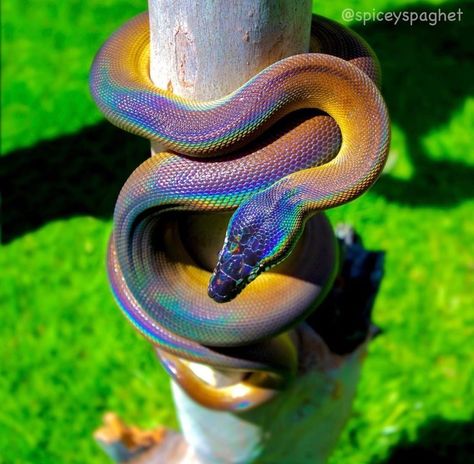 Baby Barn Owl, Snake Photos, Cool Snakes, Rainbow Snake, Types Of Snake, Pretty Snakes, Colorful Snakes, Cute Reptiles, Cute Snake