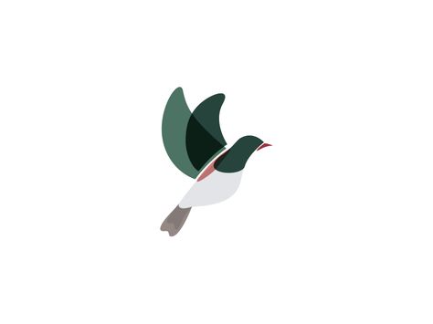 Kereru by Chris Young Kereru Tattoo, Kea Bird Drawing, Kereru Art, Kea Bird, Bird Illustration Vector, Letterbox Ideas, Poster Examples, Flying Bird Vector, Nz Birds