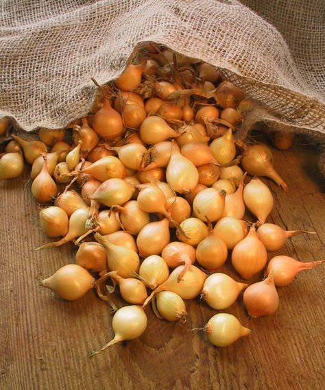 How to Grow Onions Onion Bulbs, Garden Vegetable, Long Day, Black Eyed Peas, Non Gmo, Garden Seeds, Trinidad And Tobago, Vegetable Garden, Onions