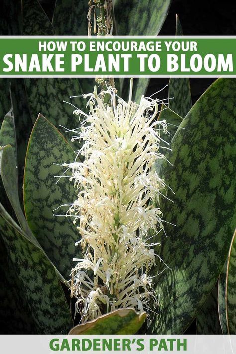 Snake Plant Decor, Plant Foliage, Cactus House, Winter Flower Arrangements, Kinds Of Snakes, Cactus House Plants, Plant Tips, Plant Benefits, Snake Plants