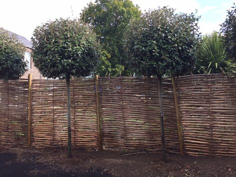 Lolipop Tree, Elaeagnus Ebbingei, Lollipop Trees, Entry Garden, Lollipop Tree, Plants Uk, Tree Pruning, Fence Landscaping, Back Gardens