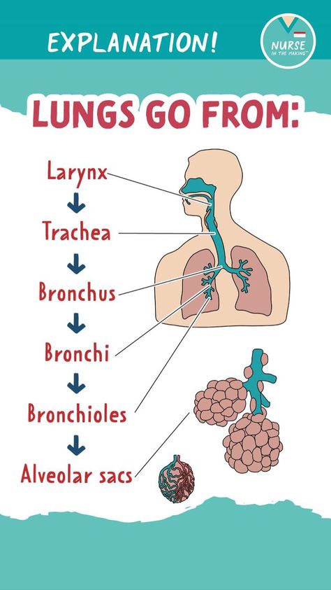 Lung Volumes And Capacities, Emt Study, Lung Anatomy, Medical Assistant Student, Nursing School Essential, Nurse Study, Medical School Life, Nursing School Motivation, Basic Anatomy And Physiology