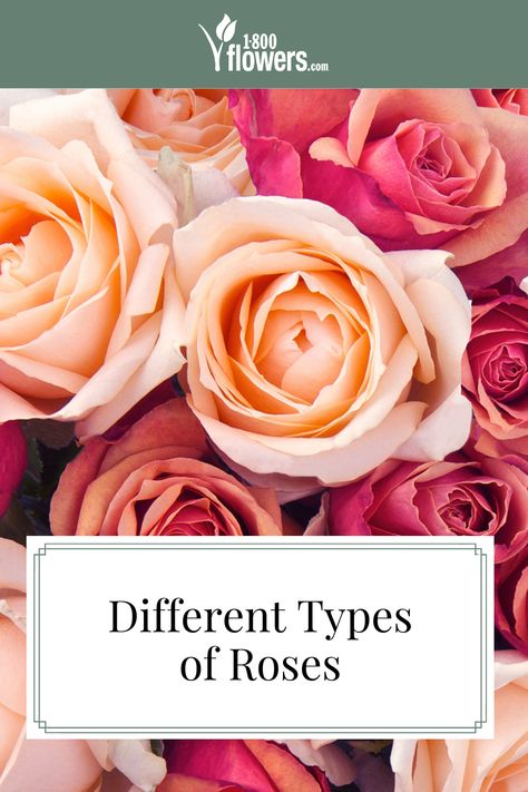 There are so many different types of roses that it can be hard to identify them. We put together information on how to identify roses by different rose colors. Read more to learn all about this famous flower. Rose Types Different, Types Of Roses For Bouquets, Varieties Of Roses, Different Roses Types, Different Kinds Of Roses, Types Of Roses Chart, Thornless Climbing Roses, Kinds Of Roses, Thornless Roses