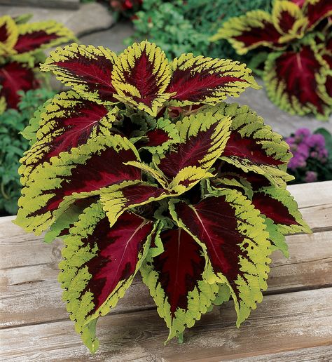 Not all eye-catching plants in the garden flaunt flowers. Some like coleus (Solenostemon scutellarioides) decorate the landscape with a colorful tapestry of variegated foliage. This spring and summer, light up your garden with easy-to-grow coleus.Today’s coleuses come in a wide variety of stunning color combinations. You’ll find variegated leaves featuring deep purple edged in green, [...] Indoor Shade Plants, Seed Company, Growing Seeds, Unique Plants, Shade Plants, Bulb Flowers, Ground Cover, Planting Seeds, Flower Seeds