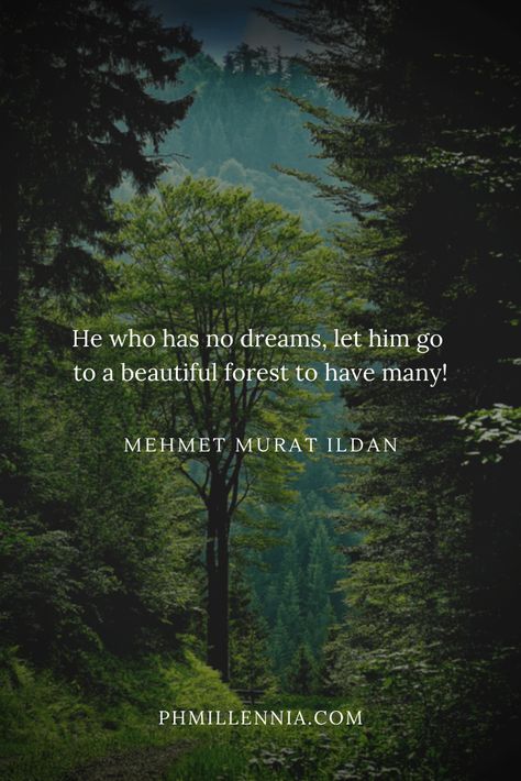 Quotes About Trees, Humboldt County Wedding, Poems About Nature, Short Nature Quotes, Avenue Of The Giants, Forest Quotes, A Walk In Nature, Nature Poem, Walk In Nature