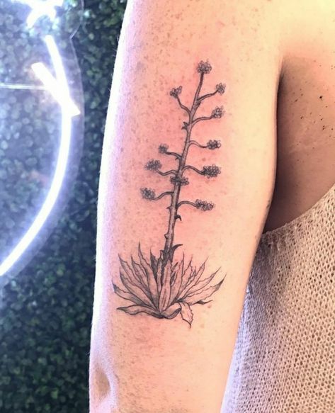 Century Plant Tattoo, Ocotillo Drawing, Agave Plant Tattoo, Ocotillo Tattoo, Yucca Tattoo, Sedona Tattoo, Agave Tattoo, Arm Tattoos For Women Forearm, Desert Tattoo