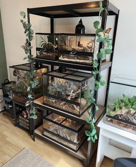 Reptile Display Ideas, Reptile Organization, Reptile Shelves, Snake Terrarium Decor, Salamander Terrarium Ideas, Bearded Dragon Natural Habitat, Reptile Tank Stand, Reptile Tanks, Snake Vivarium