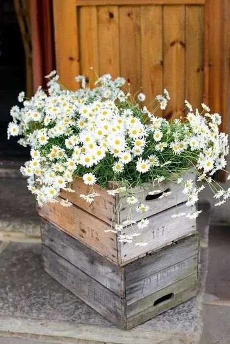 Wooden Crates Wedding, Deco Champetre, Rustic Wedding Decorations, Daisy Wedding, Rustic Wedding Inspiration, בר מצווה, White Daisies, Rustic Theme, Deco Floral