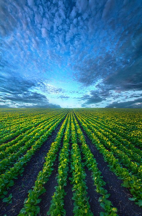 Forever Cabbage | by Phil~Koch Dreamy Photography, Field Of Dreams, Scenic Photography, Ulsan, Milwaukee Wisconsin, Sky And Clouds, Nature Images, Beautiful Sky, Outdoor Photography