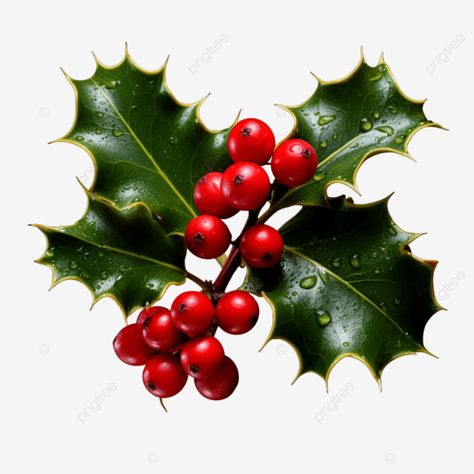 christmas day holly sprigs christmas day holly sprigs holly sprigs christmas day holly png Holly Sprigs, Church Flower Arrangements, Transparent Image, Christmas Holly, Christmas Day, Reference Photos, Png Transparent, Free Png, Tattoo Art