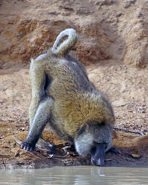 Monkey Reference, Olive Baboon, Dog Videos, Baboon, Back View, Primates, Animals Of The World, Dog Gifs, Monkeys