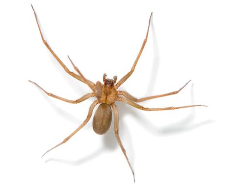 Recluse Spiders at University of Michigan Cause Brief Library Closure - The New York Times Spider Bite Symptoms, Recluse Spider Bite, Brown Recluse Spider Bite, Common Spiders, Dangerous Spiders, Poisonous Spiders, Spider Bite, Recluse Spider, Brown Recluse Spider