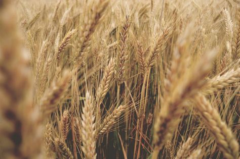 Wheat Photos, Hay Balers, Hay Field, Nature Field, Wheat Fields, Photography Guide, Photos Hd, Landscape Pictures, Landscape Nature