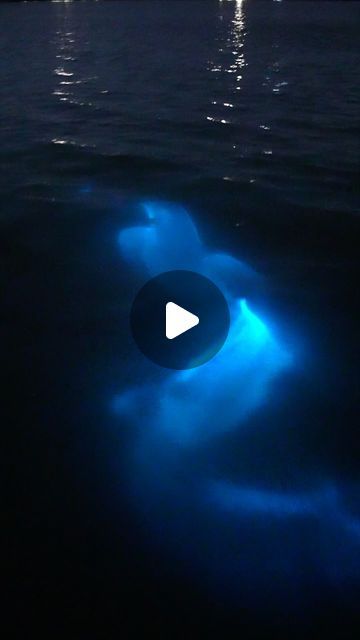 Josh Gravley on Instagram: "Bottlenose dolphin swimming through bioluminescence! 

I can’t believe it’s been close to a year since I’ve filmed this dolphin dashing through bio in Florida. I’m looking forward to going back next month. It’ll be so exciting to see the Indian river lagoon glowing bright again with @spacecoastecotours 

-

#bioluminescence #dolphin #biodolphin #florida #visitflorida #nature #travel #YesConserveFlorida #livetoexplore #visittheusa" Dolphin Swimming, Indian River Lagoon, Bottlenose Dolphin, Indian River, Visit Florida, American Travel, Nature Travel, Looking Forward, Beautiful World