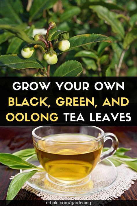 You don't need a big garden to grow your own tea; a window box on a porch would work well. Understanding the tea plant, its growth requirements, and how to harvest the leaves will allow you to enjoy homemade tea. The same plant can be used to make green, oolong, or black tea. The tea bush is hardy to Zone 8. The United States is divided into hardiness zones with similar temperatures and weather patterns. Zone 8 includes the Midwestern and Southern states of the US. If you don't live in these... Black Tea Garden, Planting Tea Garden, Tea Plants Gardening, How To Grow Tea Leaves, Growing Black Tea Plants, Green Tea Plant How To Grow, Growing Green Tea Plants, Tea Bush Plant, Diy Tea Garden