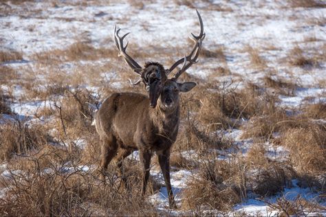 Wolf Quest, Deer Reference, Goblin Art, Deer Species, Character Faces, Vulture Culture, Animal Reference, Weird Dreams, Oh Deer