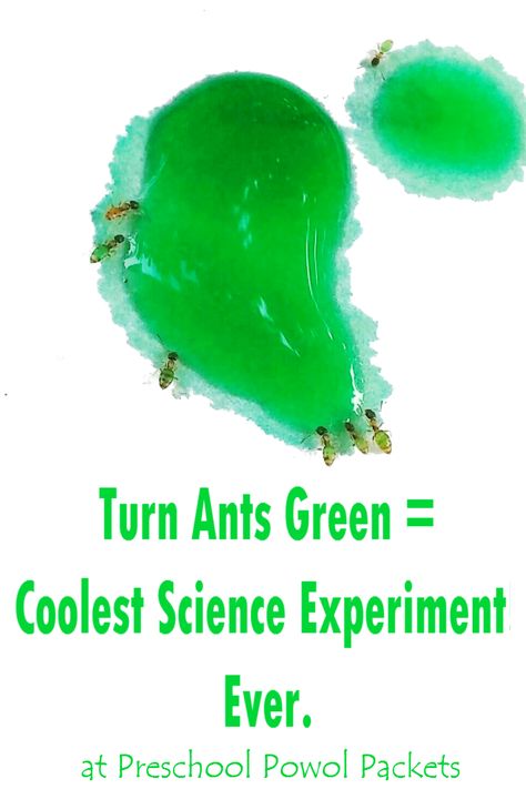 Love this science experiment!  Great for kids of all ages...preschool, kindergarten, elementary, middle, and high school!!  Perfect for homeschool science too! Colors Preschool, Ants Activities, Science Fair Ideas, Middle School Boys, Creation Science, Science Experiments For Kids, Youth Activities, Teaching Biology, Experiments For Kids