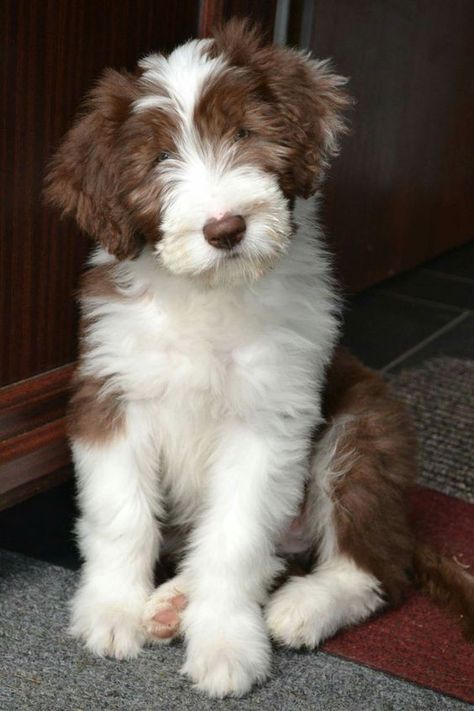 30+ Best Bearded Collie Dog Names - The Paws Bearded Collie Puppies, Every Dog Breed, Pet Ducks, Disabled Dog, Huge Dogs, Collie Puppies, Bearded Collie, Australian Shepherd Dogs, Dog Lady