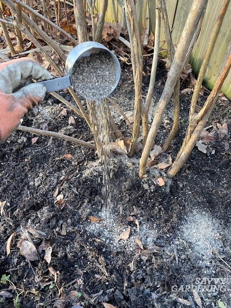 Blueberry Fertilizer: How and When to Feed Blueberries Protecting Blueberry Bushes, Winterizing Blueberry Bushes, How To Winterize Blueberry Bushes, Blueberry Growing Tips, When To Trim Blueberry Bushes, Blueberry Trellis Ideas, Blueberry Patch Ideas, Protecting Blueberries From Birds, Protect Blueberry Bushes From Birds