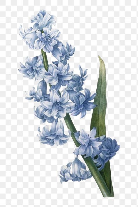 Watercolour Flowers Png, Hyacinth Flower, Blue Flower Png, White And Blue Flowers, Bloom Blossom, Graphic Design Projects, Flower Illustration, Free Illustrations, Design Element