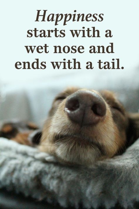 Happy Monday! This is such a cute #quote that we had to #share it! Comment down below and tell us what kind of #pet you have! Pet Quotes Dog, Best Dog Quotes, Quotes People, Dog Lover Quotes, Dog Quotes Love, Pet Sematary, Dog Quotes Funny, Animal Quotes, Dog Quotes