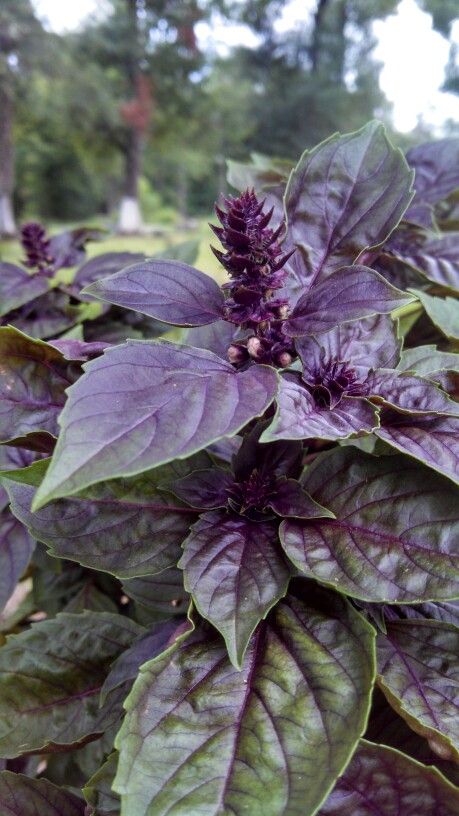 Purple basil Purple Basil, Basil, Purple, Plants, Quick Saves